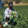 Harvesting cauliflower in Yuma County, which has the longest growing season in the country
